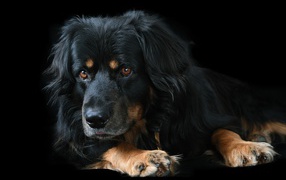 Большая породистая собака на черном фоне