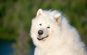 Большой белый пес породы самоед