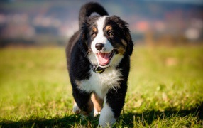 Маленький щенок австралийской овчарки на зеленой траве