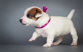Маленький милый щенок джек-рассел-терьер на сером фоне