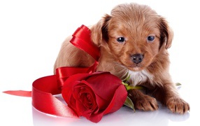 Маленький милый щенок с красной розой и красной лентой на белом фоне