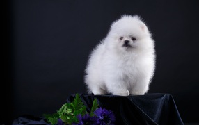 Маленький пушистый белый шпиц на черном фоне