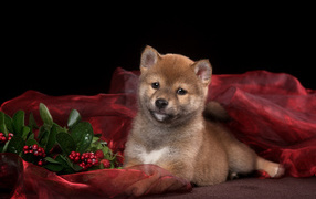 Маленький щенок Сиба-ину на красном покрывале