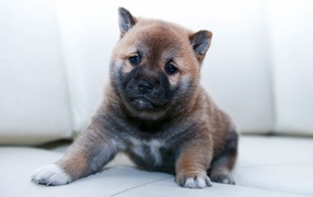 Маленький щенок акита ину