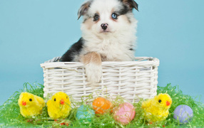 Маленький щенок в корзине с пасхальными яйцами и цыплятами