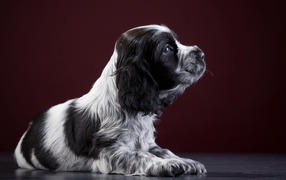 Маленький щенок английского спаниеля