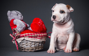 Маленький щенок с игрушечным медвежонком на сером фоне