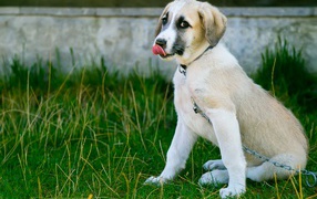 Маленький щенок с высунутым языком на цепи