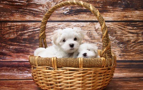 Маленькие белые щенки болонки в корзине