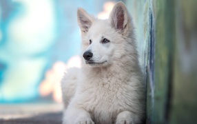 Маленькая белая овчарка с грустным взглядом