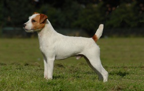 Парсон рассел терьер стоит на зеленой траве