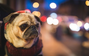 Мопс с грустной мордой с воротником на шее