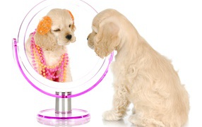 Щенок спаниеля смотрит в зеркало на белом фоне