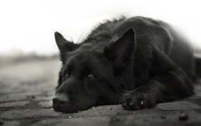 Грустная немецкая овчарка лежит на земле