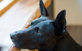 Грустная черная собака у окна 