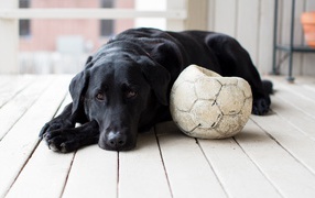 Грустный черный лабрадор с футбольным мячом 