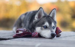 Грустный голубоглазый хаски с поводком 