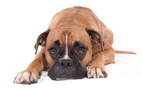 Грустный боксер на белом фоне