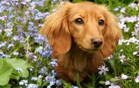 Грустная такса сидит в голубых цветах