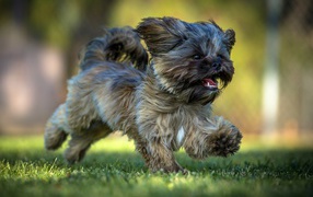 Щенок Ши-тцу бежит по зеленой траве