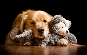 Сонный золотистый ретривер с игрушкой