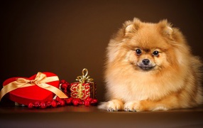 Шпиц с подарком в форме сердца