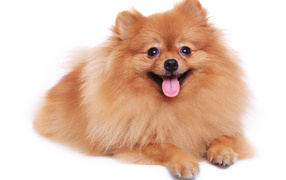 Шпиц с высунутым языком на белом фоне