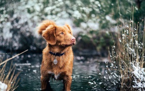 Новошотландский ретривер стоит в воде