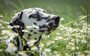 Голубоглазый далматин лежит в белых ромашках
