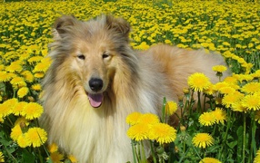 Длинношёрстный колли лежит в желтых одуванчиках