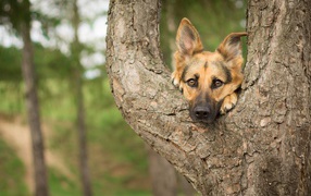 Морда немецкой овчарки лежит на дереве