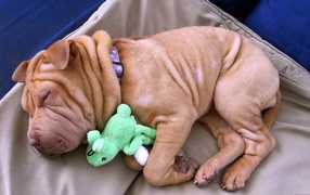 Щенок шарпея спит с игрушкой