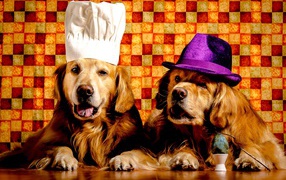 Два забавных золотистых ретривера в шапках