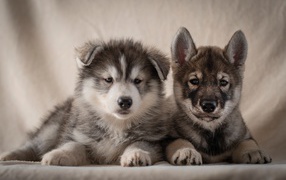 Два милых серых щенка хаски 