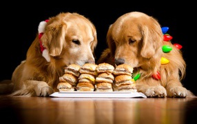 Два золотистых ретривера едят гамбургеры