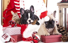 Два щенка французского бульдога на новогодних подарках