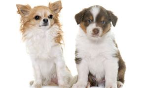 Два щенка на белом фоне 