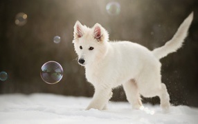 Белая швейцарская овчарка ловит мыльные пузыри