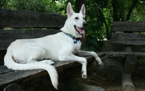 Белая швейцарская овчарка лежит на деревянной лавке