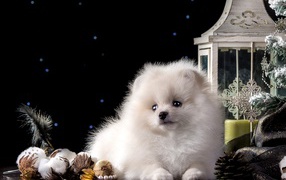 Белый маленький шпиц с новогодними украшениями