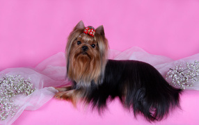 Йоркширский терьер на розовом фоне