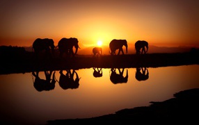 Стадо слонов отражается в воде на закате солнца