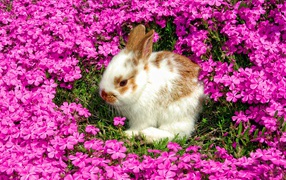 Decorative rabbit sits in beautiful pink flowers