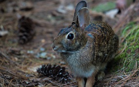 Серый заяц сидит на траве с шишками