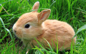 Рыжий декоративный кролик в зеленой траве