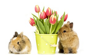 Два пушистых декоративных кролика с букетом тюльпанов на белом фоне