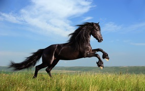 Красивый черный конь на фоне голубого неба