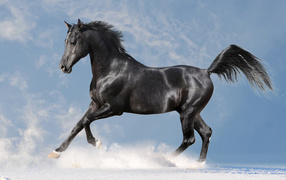 Beautiful black horse gallops on white snow against a blue sky