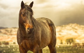 Коричневая лошадь в лучах солнца на ферме