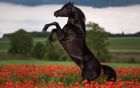 Прыжок коня на поле с красными маками